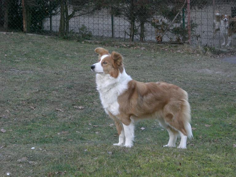 Charoll  2007.JPG - Charollais Rubínové srdce